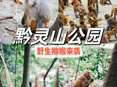 -黔灵山公园