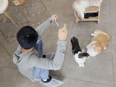 -飞行喵MR PILOT|猫舍·猫咖(静安大融城店)