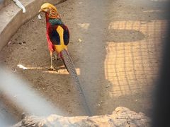 -石家庄市动物园