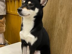 -和它·交个朋友·狗咖猫咖(爱琴海店)