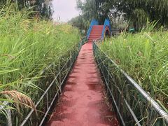 -白洋淀景区