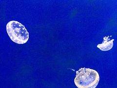 -瑞普利水族馆