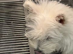 -萌宠之家·腊肠犬·马尔泰·小体犬舍