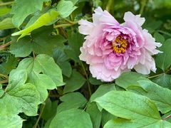 -墨尔本皇家植物园