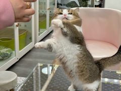 -青奢宠物·青奢猫舍