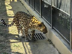 -石家庄市动物园