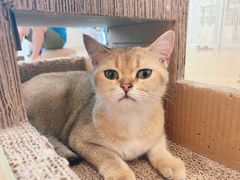 -momokira米努特·德文卷毛猫·棉花面纱犬