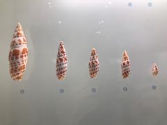 -青岛贝壳博物馆