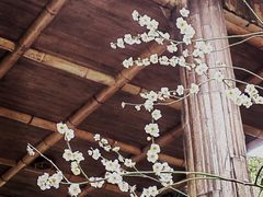 -苏州上方山国家森林公园