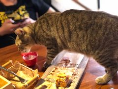 -more than meow吴止猫主题餐厅(承德 中船汇店)