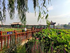 -莲花池公园