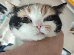 -瑞派宠物医院·犬猫全科·猫友好(宾水西道店)