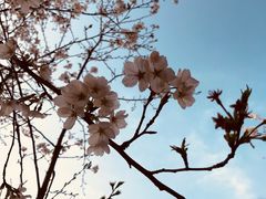 -武汉大学-樱园