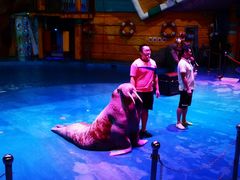 -烟台海昌鲸鲨海洋公园