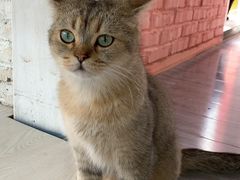 -喵屿·大理花园猫咖