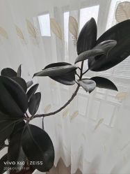 -HEYAN荷妍专业脱毛连锁机构