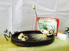 -龙大花卉苗木市场