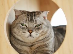 -Catmate·猫肥家润(金润铂宫店)