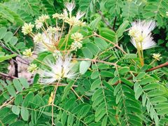 竹子庵-竹子庵公园