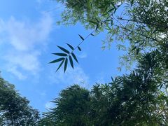 -深圳仙湖植物园