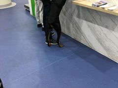 -佩兹宠物医院肿瘤专科·眼科·牙科(黄浦店)