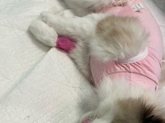 -纳吉亚猫专科动物医院博雅分院