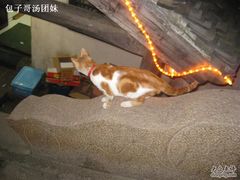 元泰家的猫-元泰酒店