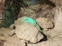 -石家庄市动物园