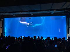 -芜湖新华联大白鲸海洋公园