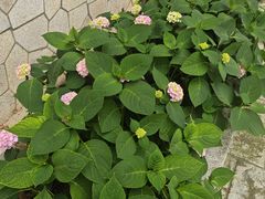 -金银湖国家城市湿地公园