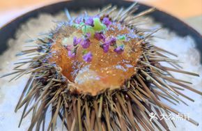 Live Sea Urchin or Spiny Lobster