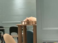 -安格丽娜·狗咖·猫咖羊驼咖(春熙路百盛商场店)