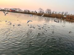 -阳澄湖半岛旅游度假区