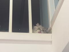 -纳吉亚猫专科动物医院·北北分院