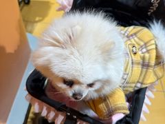 -MARSMART PETS火星宠物超市(1733店)