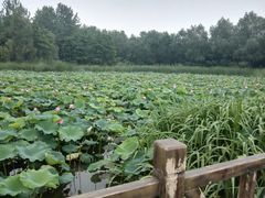 -溱湖国家湿地公园