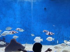 -合肥海洋世界
