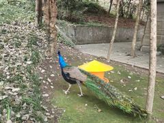 -都江堰普照寺