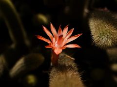 -墨尔本皇家植物园