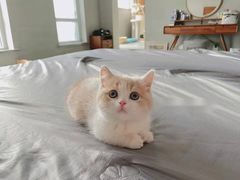 -Bastet sally猫舍购宠(静安店)