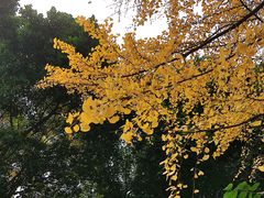 -沙胆彪炭炉牛杂煲(成都玉林店)