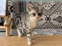-平行世界·猫咖(首经贸店)