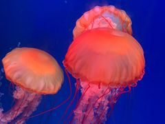 -海合安青岛极地海洋公园