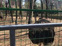 -长白岛森林公园