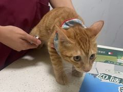 -瑞鹏瑞爱宠物医院·全科·猫科·血液透析中心(龙头寺店)