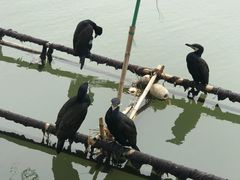 -长兴太湖图影湿地文化园