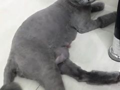 -瑞派动物医院·猫专科·至诚(江南中分院)
