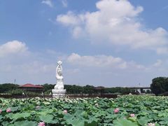 -荷塘月色湿地公园·向阳花洲