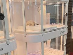 -翊宠yipet猫狗购宠庄园