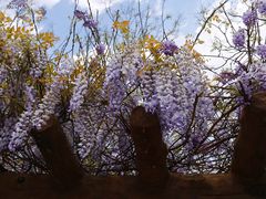 -南汇桃花村